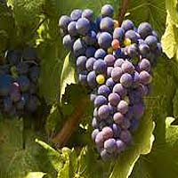 Airén Grapes