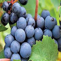 Cabernet Sauvignon Grapes