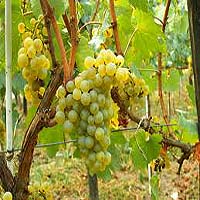 Chardonnay Grapes
