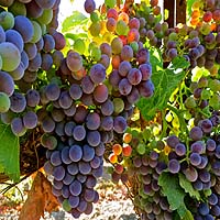 Grenache Grapes
