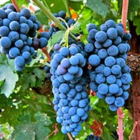 Merlot Grapes