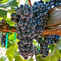 Sangiovese Grapes