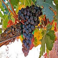 Tempanillo Grapes